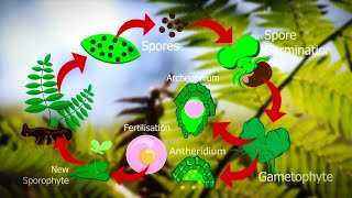 Life Cycle Of Fern Plants  Pteridophyte life cycle 🌿 [upl. by Balough]