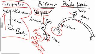 Histology of Nervous Tissuewmv [upl. by Pedaiah707]