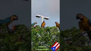 HOW A MACAW SOUNDS [upl. by Urbanna]