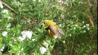 Carpenter bee Xylocopa caffra [upl. by Blatman]