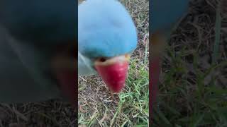 Bird eats camera [upl. by Brendis]