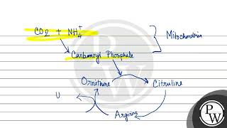 The ornithine cycle removes two waste products from the blood in liver These products are [upl. by Leirua639]