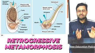 Retrogressive metamorphosis in urochordatesHerdmaniaBscDr AR Lone [upl. by Cristy]