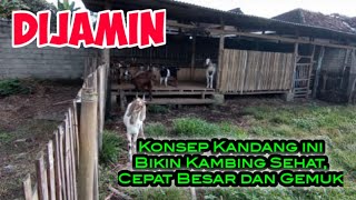 Dijamin  Konsep Kandang Yang Bikin Kambing Sehat Cepat Besar Dan Gemuk [upl. by Aniluap]