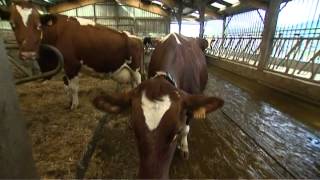 Salon de lagriculture  la sélection génétique des vaches en Bretagne [upl. by Atarman]