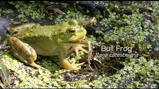 Bullfrogs hunting Dragonflies Bullfrog Eating a Frog Katydid Nymph amp Many Others [upl. by Neelyk]