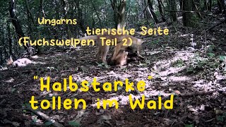 Füchsin mit Welpen Teil 2 [upl. by Annabelle]