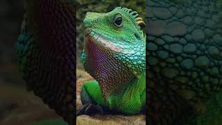 fakta unik hewan chameleon fakta chameleon bunglon shortvideo shortsviral shorts tranding [upl. by Fen]