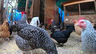 Back Yard Chickens Continuous Footage Rooster Crowing Hens Clucking [upl. by Enahs]