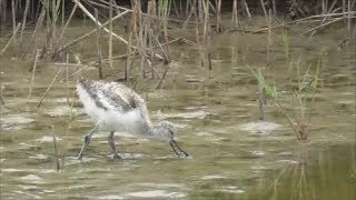 Pied Avocet Chicks [upl. by Llehsal]