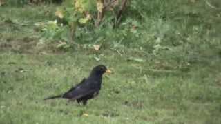 Amsel auf Beutejagd II [upl. by Elyssa]