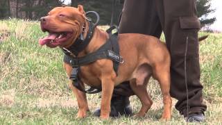 DDK9 Controlled pitbull aggression Worlds best off Breed Street Protection K9s [upl. by Judson]