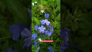 plumbago auriculata  nature trending flowers trending foryou shorts shortvideo hibiscus [upl. by Augie]