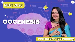 Oogenesis Class 12  NEET 2023  Priya Pandey Mam  neetbiology [upl. by Mcclain960]