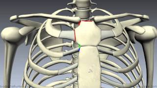 Sternum  3D Anatomy Tutorial [upl. by Particia]