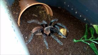 Acanthoscurria geniculata and Sericopelma sp El Cope feeding [upl. by Gower]