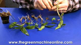 Preparing a Cryptocoryne for planting in an aquarium [upl. by Acsehcnarf]