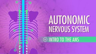 Autonomic Nervous System Crash Course Anatomy amp Physiology 13 [upl. by Shuma87]