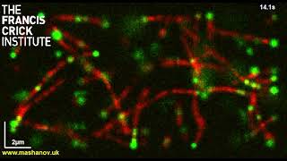 Simulation of kinesin molecules walking along MTs [upl. by Pier96]