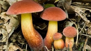 Foraging Boletus sensibilis and Boletus bicolor [upl. by Nitsreik]