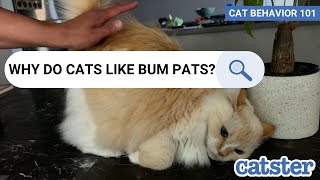 Why Do Cats Like Bum Pats EXPLAINED [upl. by Latty69]