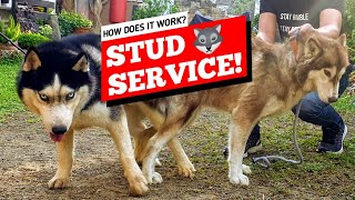 STUD SERVICE How does it work [upl. by Firman]