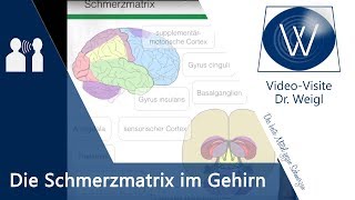 Was sind Schmerzen Schmerzverarbeitung im Gehirn Schmerzmatrix Schmerzgedächtnis Neuroplastizität [upl. by Yessak]