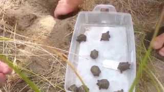 A hatching diamondback terrapin nest at Wellfleet Bay Wildlife Sanctuary [upl. by Oidualc]