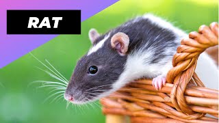 Rat 🐁 One Alternative Animal To Have As A Pet shorts [upl. by Leveridge]