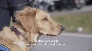 Vuoden tullikoira 2019 Aino [upl. by Adnalue477]