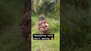 Ngangkong buah sawit 👍 petanikelapasawitindonesia sawit petanisawitmilenial petanimilenial [upl. by Launam290]