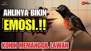 MASTERAN KONIN GACOR FULL ISIAN NEMBAK  COCOK UNTUK PANCINGAN KOLIBRI NINJA AGAR CEPAT EMOSI [upl. by Aynos]