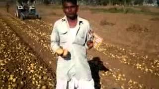 ProGibb in Potato Gujarati Farmer [upl. by Ballman]