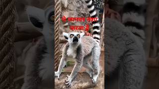 लीमूर चौंका देने वाली उनकी आदत  short fact lemur [upl. by Anaujahs]