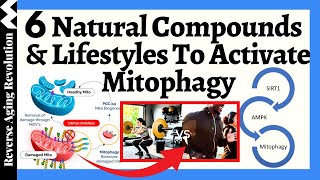 AUTOPHAGY amp MITOPHAGY  6 NATURAL Compounds amp Lifestyles To Activate [upl. by Wyatan]