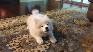 Samoyed puppy practicing her bark [upl. by Alejandrina]