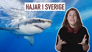 Hajar i Sverige Kommer Vithajen Snart Att Finnas i Våra Svenska Vatten [upl. by Hayidan]