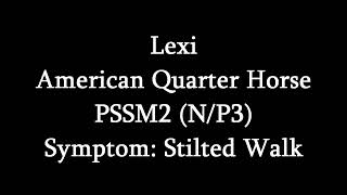 Symptoms Of MIM PSSM2 Stilted Walk Lexi [upl. by Lorette251]