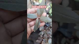 Alternanthera sessilisred ponnankanni plantசிவப்பு பொன்னாங்கண்ணி செடி [upl. by Enel917]