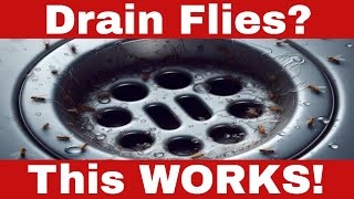 How to Eliminate Drain Flies Quickly and Effectively in Just 5 Steps [upl. by Novit726]