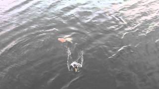 Harbour seal at portencross feeding on mackerel [upl. by Imoyaba218]