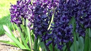 Hyacinth Dark Dimension quotblack hyacinthquot  FarmerGracycouk [upl. by Enimsaj]