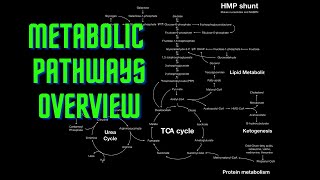 USMLE Step 1  Lesson 54  Metabolic Pathways Overview [upl. by Katz364]