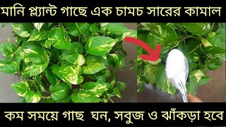 মানি প্ল্যান্ট গাছে এক চামচ সারের কামাল  Money plant care September month [upl. by Massimiliano]