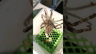 Feeding my Pet Spider Neoscona vigilans Gagambang Tigre [upl. by Walley677]