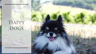 2 cute Pomeranians go for a walk in wine country California  Pomeranian adventures [upl. by Enilecram]