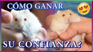 Cómo DOMESTICAR a mi HAMSTER [upl. by Connor]