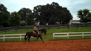 Randi Thompson Canters Working lengthening Improving with the shoulder in feeling Dressage [upl. by Jelene213]