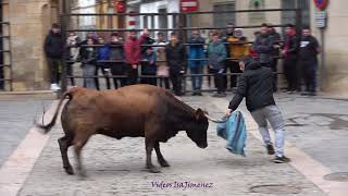 CariÃ±ena Zaragoza  Suelta de reses  29012024  HD [upl. by Irret]