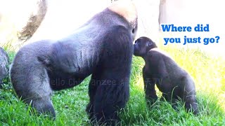 小J好奇阿爸😆🤣💦Djeecoゴリラ迪亞哥金剛猩猩taipeizoo gorilla 台北市立動物園 [upl. by Spragens]